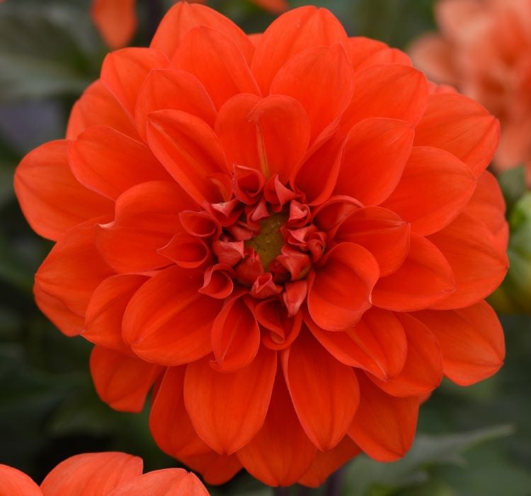 Yıldız Çiçeği Tohumu ( Bodur Çok Çiçekli ) Turuncu Renkli - 10 Tohum - MegCiTo