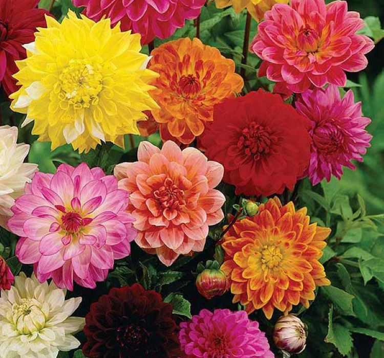 Yıldız Çiçeği Tohumu ( Bodur Çok Çiçekli ) Turuncu Renkli - 10 Tohum - MegCiTo