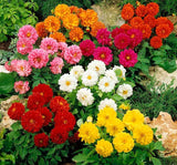 Yıldız Çiçeği Tohumu - Bodur Büyük Çiçek - Karışık Renk ( 10 Tohum ) - MegCiTo