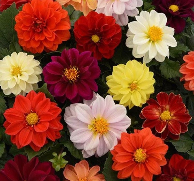 Yıldız Çiçeği Tohumu - Bodur Büyük Çiçek - Karışık Renk ( 10 Tohum ) - MegCiTo