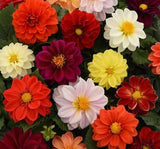 Yıldız Çiçeği Tohumu - Bodur Büyük Çiçek - Karışık Renk ( 10 Tohum ) - MegCiTo