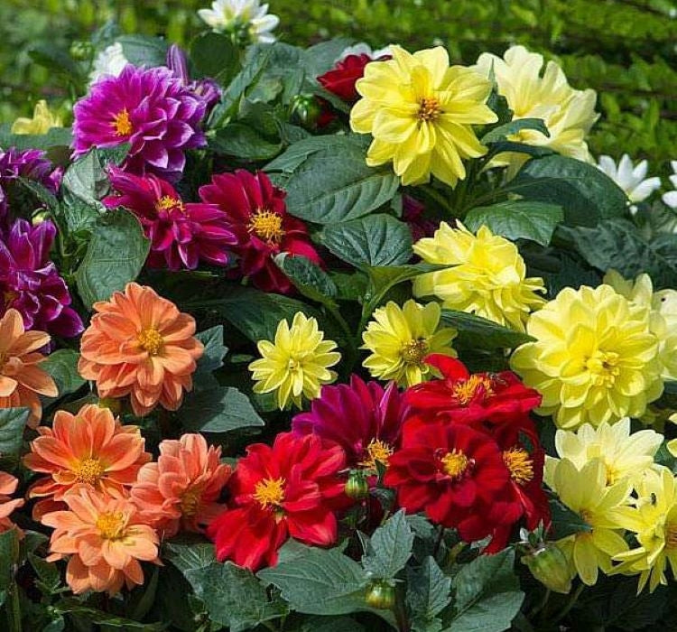 Yıldız Çiçeği Tohumu - Bodur Büyük Çiçek - Karışık Renk ( 10 Tohum ) - MegCiTo