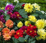 Yıldız Çiçeği Tohumu - Bodur Büyük Çiçek - Karışık Renk ( 10 Tohum ) - MegCiTo