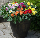 Yıldız Çiçeği Tohumu - Bodur Büyük Çiçek - Karışık Renk ( 10 Tohum ) - MegCiTo