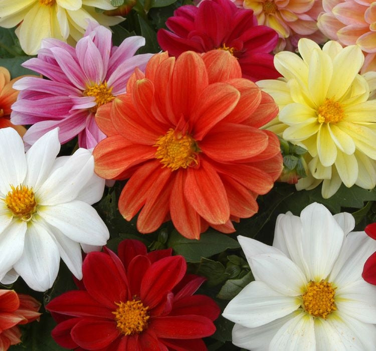 Yıldız Çiçeği Tohumu - Bodur Büyük Çiçek - Karışık Renk ( 10 Tohum ) - MegCiTo