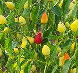 YUVARLAK SÜS BİBER ( ÇOKLU TOHUM ) - 3 Gram - MegCiTo