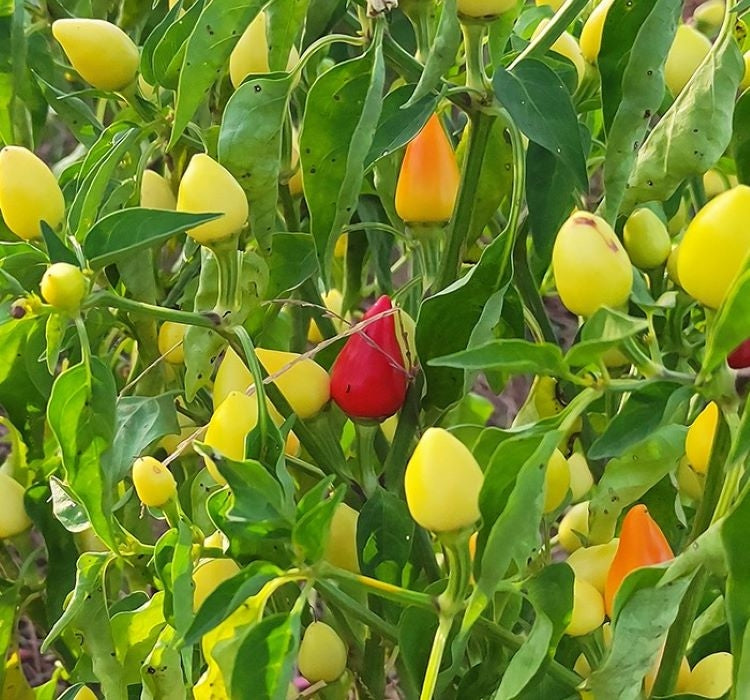 YUVARLAK SÜS BİBER ( ÇOKLU TOHUM ) - 3 Gram - MegCiTo