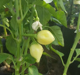 YUVARLAK SÜS BİBER ( ÇOKLU TOHUM ) - 3 Gram - MegCiTo