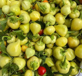 YUVARLAK SÜS BİBER ( ÇOKLU TOHUM ) - 3 Gram - MegCiTo