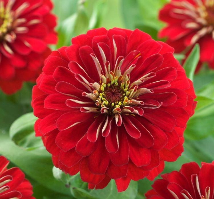 Zinnia ( Kirli Hanım ) Büyük Geniş Çiçekli - ALEV RENGİ ( 5 Tohum ) - MegCiTo