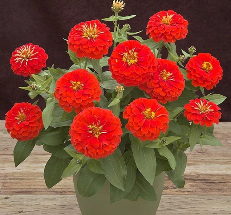 Zinnia ( Kirli Hanım ) Büyük Geniş Çiçekli - ALEV RENGİ ( 5 Tohum ) - MegCiTo