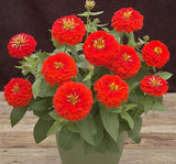 Zinnia ( Kirli Hanım ) Büyük Geniş Çiçekli - ALEV RENGİ ( 5 Tohum ) - MegCiTo