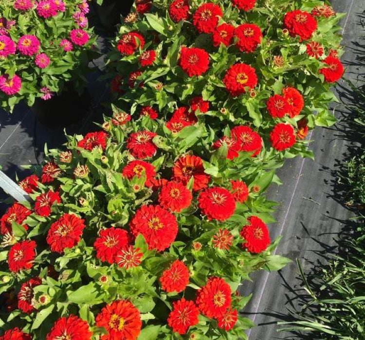 Zinnia ( Kirli Hanım ) Büyük Geniş Çiçekli - ALEV RENGİ ( 5 Tohum ) - MegCiTo