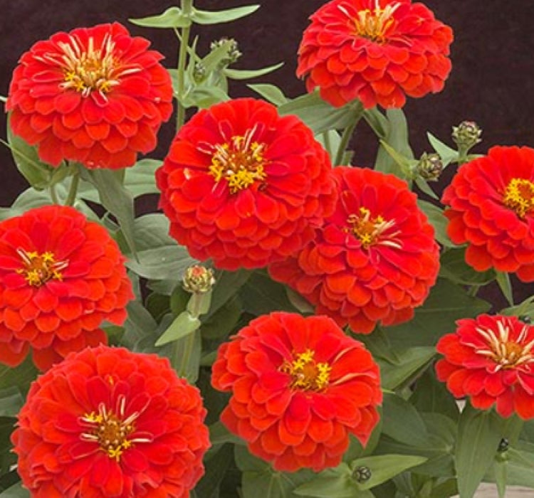 Zinnia ( Kirli Hanım ) Büyük Geniş Çiçekli - ALEV RENGİ ( 5 Tohum ) - MegCiTo