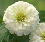 Zinnia ( Kirli Hanım ) Büyük Geniş Çiçekli - BEYAZ ( 5 Tohum ) - MegCiTo