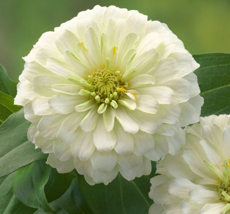 Zinnia ( Kirli Hanım ) Büyük Geniş Çiçekli - BEYAZ ( 5 Tohum ) - MegCiTo