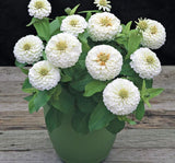 Zinnia ( Kirli Hanım ) Büyük Geniş Çiçekli - BEYAZ ( 5 Tohum ) - MegCiTo