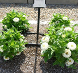 Zinnia ( Kirli Hanım ) Büyük Geniş Çiçekli - BEYAZ ( 5 Tohum ) - MegCiTo