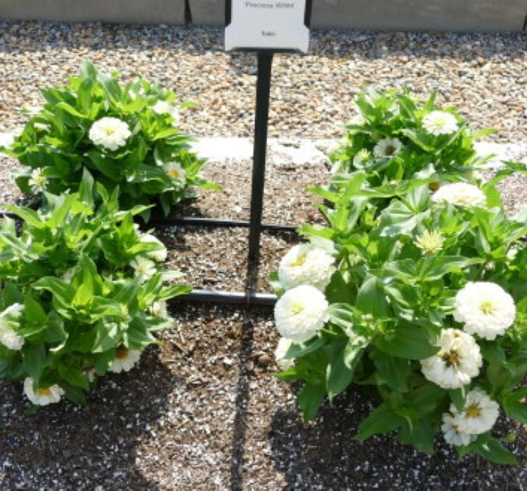 Zinnia ( Kirli Hanım ) Büyük Geniş Çiçekli - BEYAZ ( 5 Tohum ) - MegCiTo