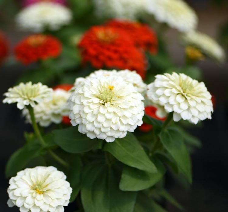 Zinnia ( Kirli Hanım ) Büyük Geniş Çiçekli - BEYAZ ( 5 Tohum ) - MegCiTo