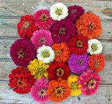 Zinnia - Kirli Hanım Tohumu ( Dev çiçekli, Uzun Boylu ) - Karışık Renkli - 5 Tohum - MegCiTo