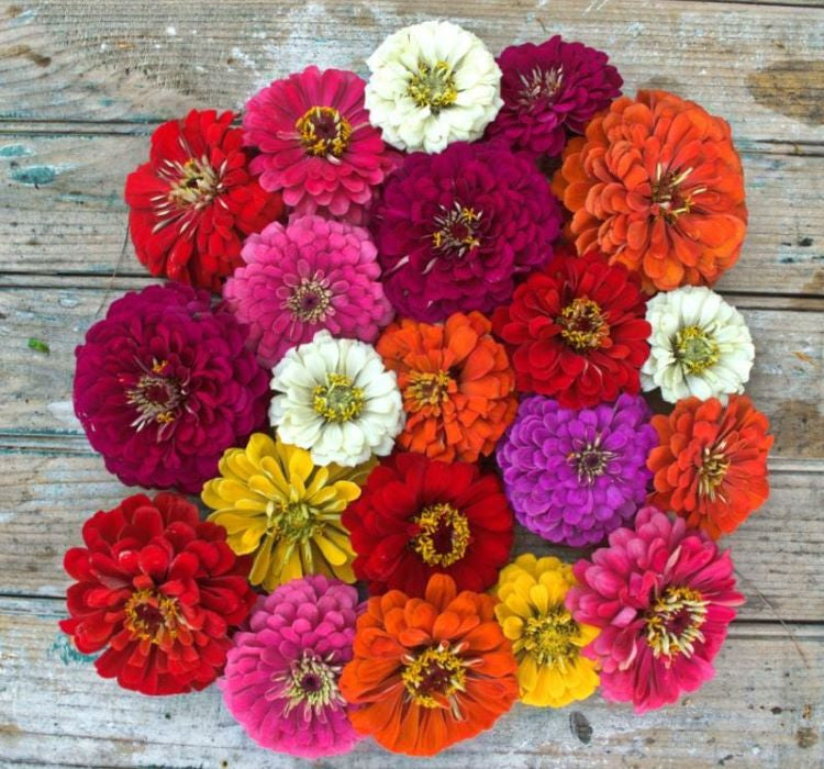 Zinnia - Kirli Hanım Tohumu ( Dev çiçekli, Uzun Boylu ) - Karışık Renkli - 5 Tohum - MegCiTo