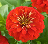 Zinnia ( Kirli Hanım ) Büyük Geniş Çiçekli - KIRMIZI ( 5 Tohum ) - MegCiTo