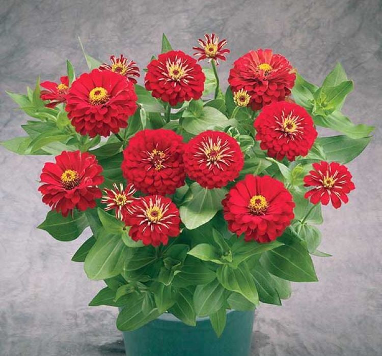 Zinnia ( Kirli Hanım ) Büyük Geniş Çiçekli - KIRMIZI ( 5 Tohum ) - MegCiTo