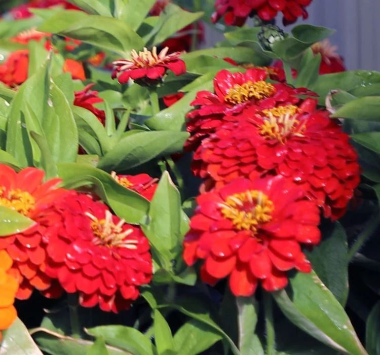 Zinnia ( Kirli Hanım ) Büyük Geniş Çiçekli - KIRMIZI ( 5 Tohum ) - MegCiTo