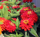 Zinnia ( Kirli Hanım ) Büyük Geniş Çiçekli - KIRMIZI ( 5 Tohum ) - MegCiTo
