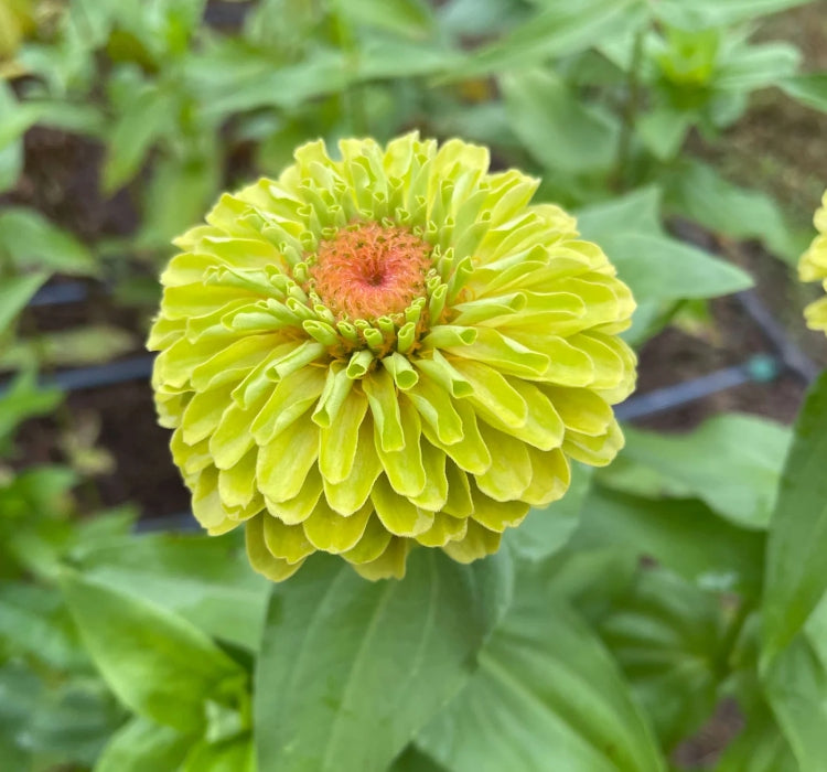 Zinnia - Kirli Hanım Tohumu ( Dev çiçekli, Uzun Boylu ) - Lime Renkli - 5 Tohum - MegCiTo