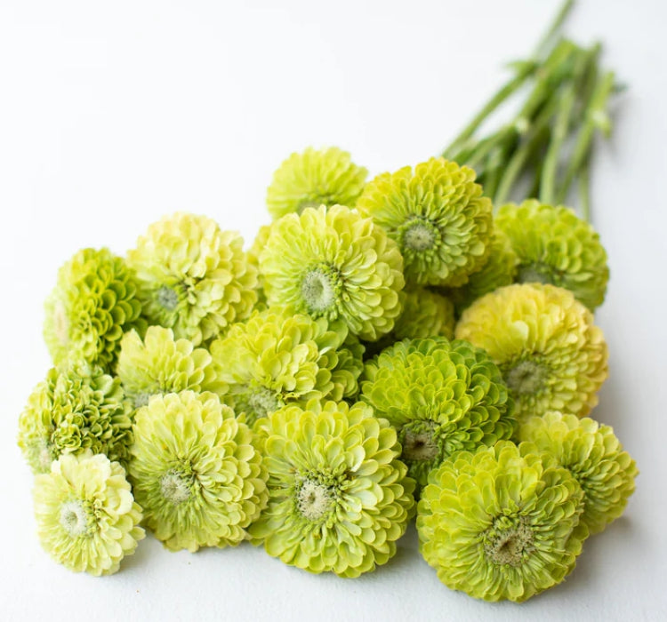 Zinnia - Kirli Hanım Tohumu ( Dev çiçekli, Uzun Boylu ) - Lime Renkli - 5 Tohum - MegCiTo