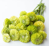 Zinnia - Kirli Hanım Tohumu ( Dev çiçekli, Uzun Boylu ) - Lime Renkli - 5 Tohum - MegCiTo