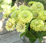 Zinnia - Kirli Hanım Tohumu ( Dev çiçekli, Uzun Boylu ) - Lime Renkli - 5 Tohum - MegCiTo