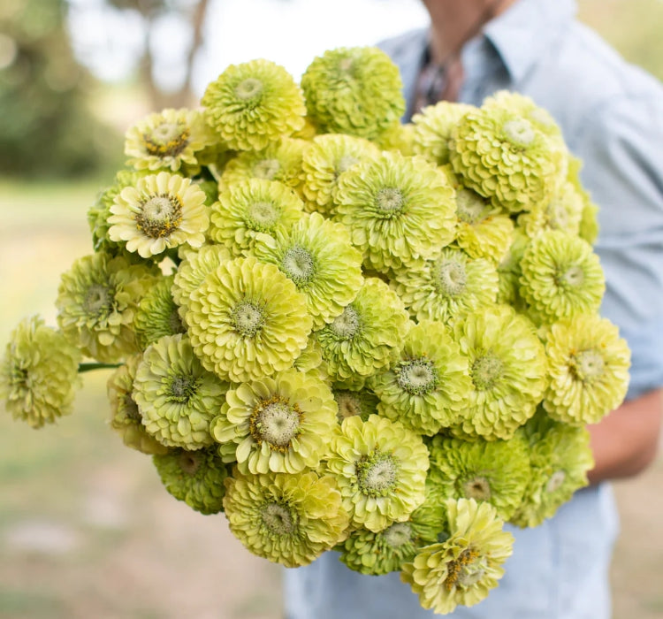 Zinnia - Kirli Hanım Tohumu ( Dev çiçekli, Uzun Boylu ) - Lime Renkli - 5 Tohum - MegCiTo