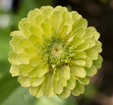 Zinnia - Kirli Hanım Tohumu ( Dev çiçekli, Uzun Boylu ) - Lime Renkli - 5 Tohum - MegCiTo