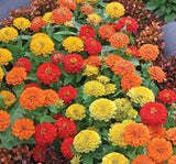 Zinnia ( Kirli Hanım ) Büyük Geniş Çiçekli - KARIŞIK ( 5 Tohum ) - MegCiTo