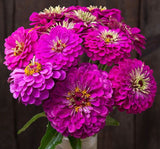 Zinnia - Kirli Hanım Tohumu ( Dev çiçekli, Uzun Boylu ) - Mor Renkli - 5 Tohum - MegCiTo