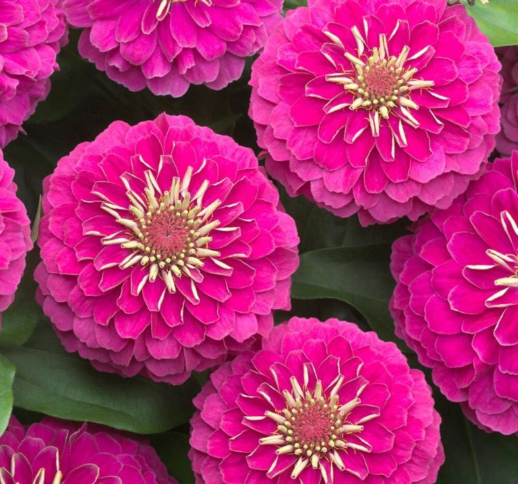 Zinnia ( Kirli Hanım ) Büyük Geniş Çiçekli - PEMBE ( 5 Tohum ) - MegCiTo