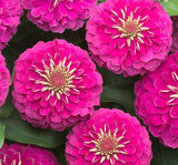 Zinnia ( Kirli Hanım ) Büyük Geniş Çiçekli - PEMBE ( 5 Tohum ) - MegCiTo