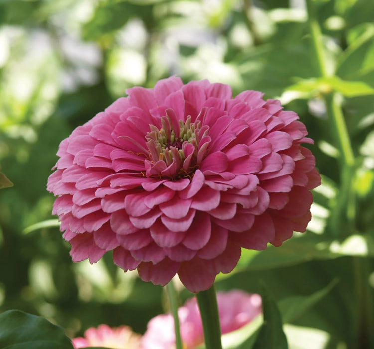 Zinnia - Kirli Hanım Tohumu ( Dev çiçekli, Uzun Boylu ) - Pembe Renkli - 5 Tohum - MegCiTo