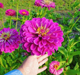 Zinnia - Kirli Hanım Tohumu ( Dev çiçekli, Uzun Boylu ) - Pembe Renkli - 5 Tohum - MegCiTo