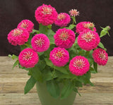 Zinnia ( Kirli Hanım ) Büyük Geniş Çiçekli - PEMBE ( 5 Tohum ) - MegCiTo