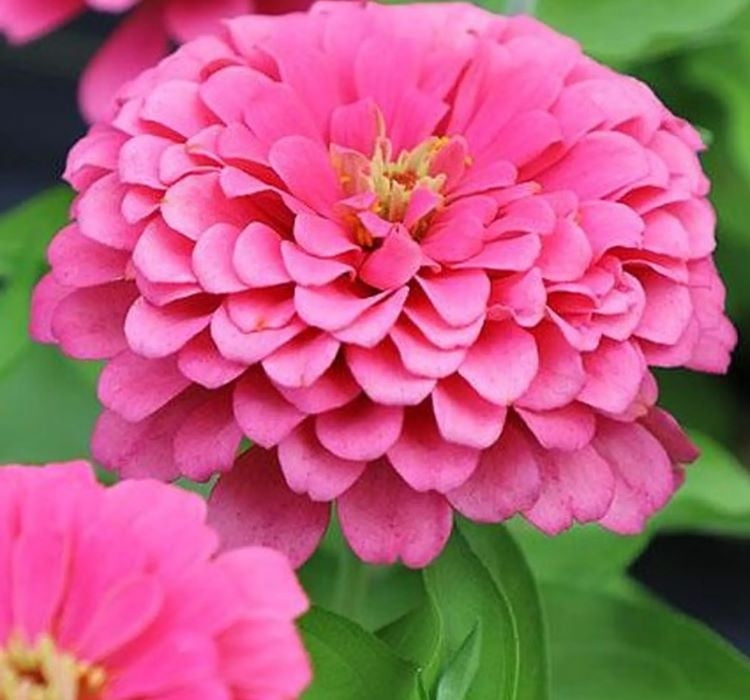 Zinnia ( Kirli Hanım ) Büyük Geniş Çiçekli - PEMBE ( 5 Tohum ) - MegCiTo