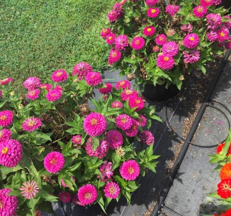 Zinnia ( Kirli Hanım ) Büyük Geniş Çiçekli - PEMBE ( 5 Tohum ) - MegCiTo