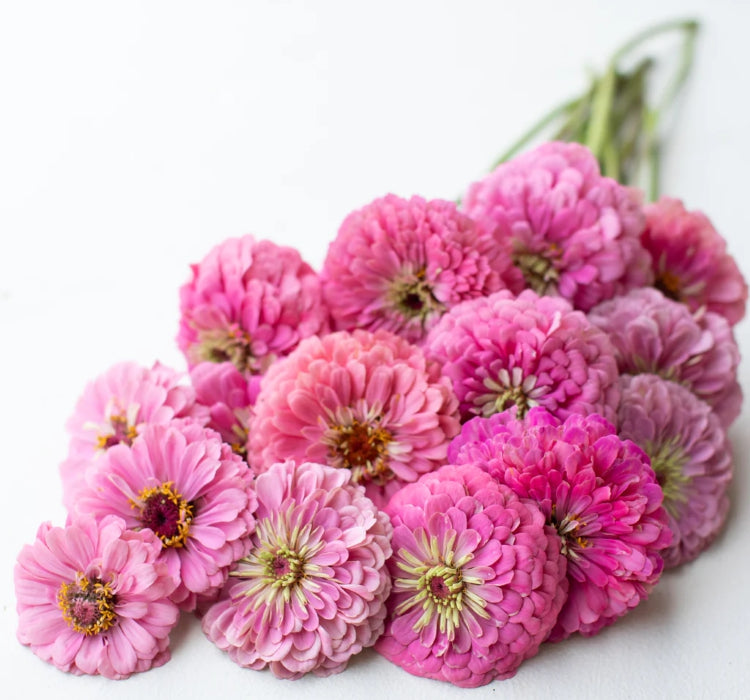 Zinnia - Kirli Hanım Tohumu ( Dev çiçekli, Uzun Boylu ) - Pembe Renkli - 5 Tohum - MegCiTo