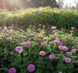 Zinnia - Kirli Hanım Tohumu ( Dev çiçekli, Uzun Boylu ) - Pembe Renkli - 5 Tohum - MegCiTo