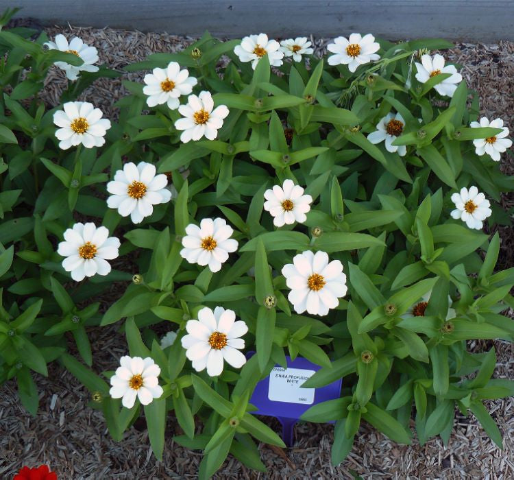 Zinnia Çiçeği Tohumu ( Mini Çiçekli, Kirli Hanım ) Beyaz Renkli - 5 Tohum - MegCiTo