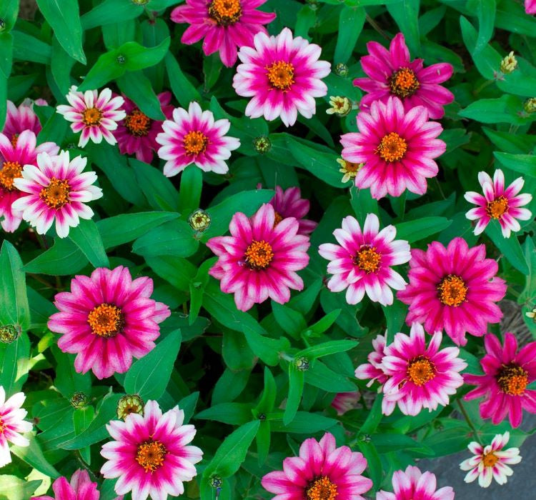 Zinnia Çiçeği Tohumu ( Mini Çiçekli, Kirli Hanım ) Cherry Renkli - 5 Tohum - MegCiTo