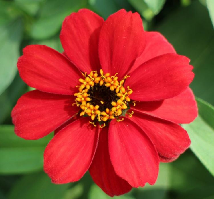 Zinnia Çiçeği Tohumu ( Mini Çiçekli, Kirli Hanım ) Kırmızı Renkli - 5 Tohum - MegCiTo